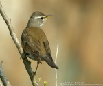 Оливковый дрозд - Turdus obscurus фотография-16