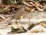 Оливковый дрозд - Turdus obscurus фотография-17