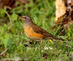 Оливковый дрозд - Turdus obscurus фотография-2