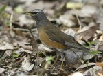Оливковый дрозд - Turdus obscurus фотография-3
