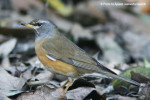 Оливковый дрозд - Turdus obscurus фотография-4