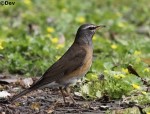 Оливковый дрозд - Turdus obscurus фотография-5