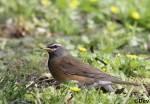 Оливковый дрозд - Turdus obscurus фотография-6
