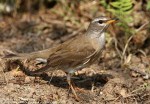 Оливковый дрозд - Turdus obscurus фотография-7