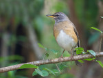 Оливковый дрозд - Turdus obscurus фотография-8