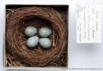 Бледный дрозд - Turdus pallidus гнездо с кладкой яиц-3