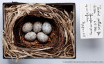 Бледный дрозд - Turdus pallidus гнездо с кладкой яиц-5