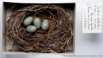 Бледный дрозд - Turdus pallidus гнездо с кладкой яиц-6