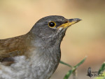 Бледный дрозд - Turdus pallidus фотография-1