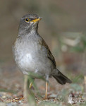 Бледный дрозд - Turdus pallidus фотография-10