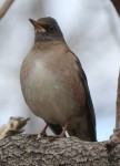Бледный дрозд - Turdus pallidus фотография-11