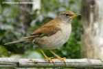 Бледный дрозд - Turdus pallidus фотография-13