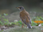 Бледный дрозд - Turdus pallidus фотография-14