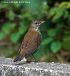 Бледный дрозд - Turdus pallidus фотография-16