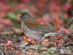 Бледный дрозд – Turdus pallidus (Gmelin, JF, 1789)