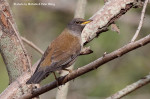 Бледный дрозд - Turdus pallidus фотография-18