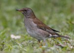 Бледный дрозд - Turdus pallidus фотография-2
