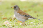Бледный дрозд - Turdus pallidus фотография-3