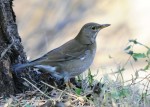 Бледный дрозд - Turdus pallidus фотография-4