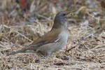 Бледный дрозд - Turdus pallidus фотография-5