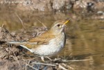 Бледный дрозд - Turdus pallidus фотография-6
