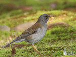 Бледный дрозд - Turdus pallidus фотография-7