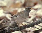 Бледный дрозд - Turdus pallidus фотография-8