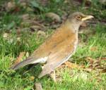 Бледный дрозд - Turdus pallidus фотография-9
