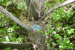 Turdus philomelos eggs-6