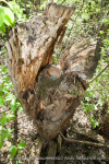 Turdus philomelos гнездо