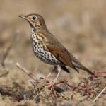 Певчий дрозд - Turdus philomelos фотография-1