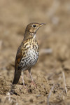 Певчий дрозд - Turdus philomelos фотография-10