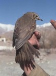 Певчий дрозд - Turdus philomelos фотография-11
