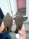 Певчий дрозд - Turdus philomelos фотография-12