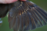Певчий дрозд - Turdus philomelos фотография-13