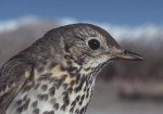 Певчий дрозд - Turdus philomelos фотография-14