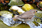 Певчий дрозд - Turdus philomelos фотография-15