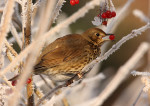 Певчий дрозд - Turdus philomelos фотография-16