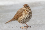 Певчий дрозд - Turdus philomelos фотография-3