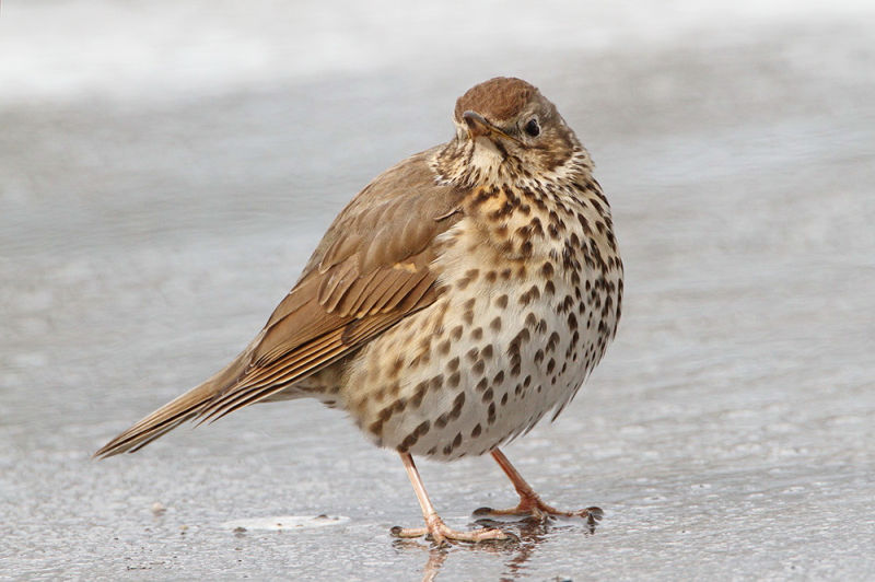 Певчий дрозд - Turdus philomelos фотография-3