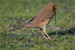Певчий дрозд - Turdus philomelos фотография-5