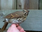 Певчий дрозд - Turdus philomelos фотография-6