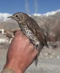 Певчий дрозд - Turdus philomelos фотография-7