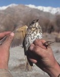 Певчий дрозд - Turdus philomelos фотография-8