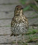 Певчий дрозд - Turdus philomelos фотография-
