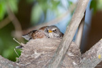 Рябинник - Turdus pilaris на гнезде