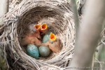 Рябинник - Turdus pilaris гнездо с птенцами