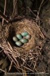 Рябинник - Turdus pilaris гнездо с кладкой яиц-2