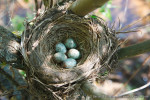 Рябинник - Turdus pilaris гнездо с кладкой яиц-4