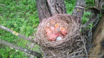 Рябинник - Turdus pilaris птенцы в гнезде